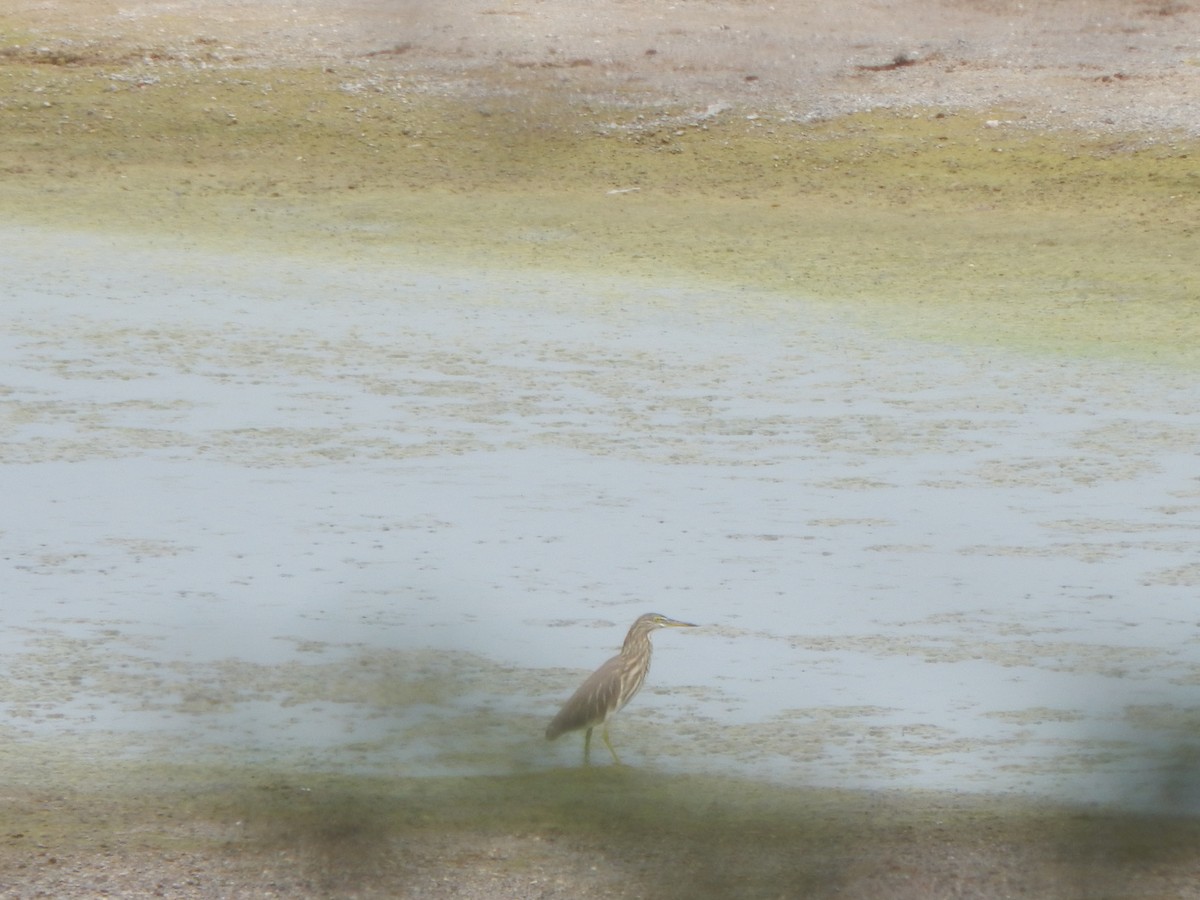 Hint Alaca Balıkçılı - ML645002720