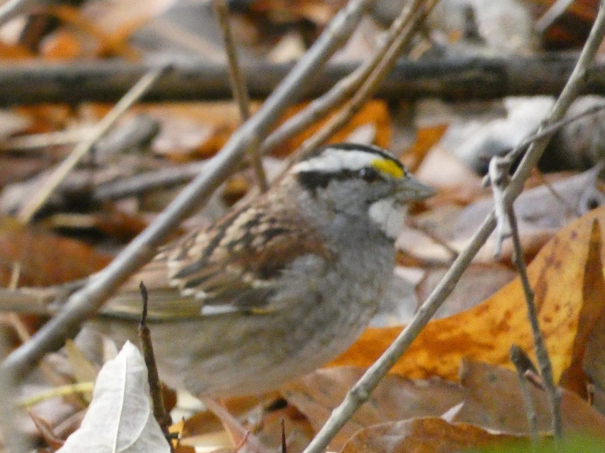 White-throated Sparrow - ML645002722