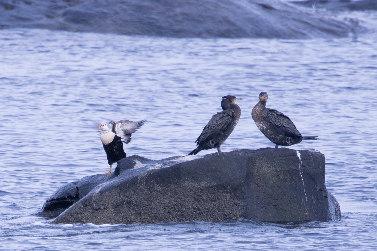 King Eider - ML645002725