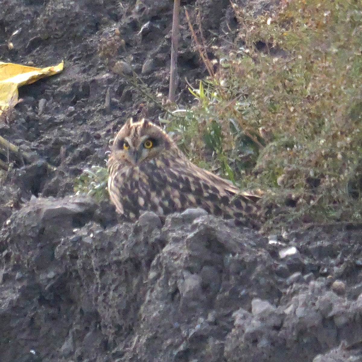 Short-eared Owl - ML645002726