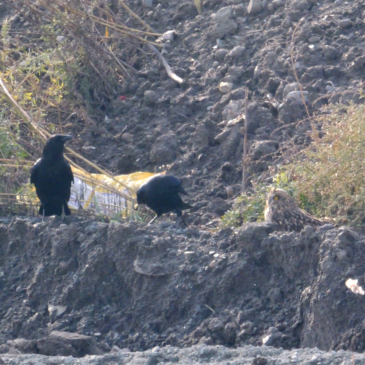 Short-eared Owl - ML645002727