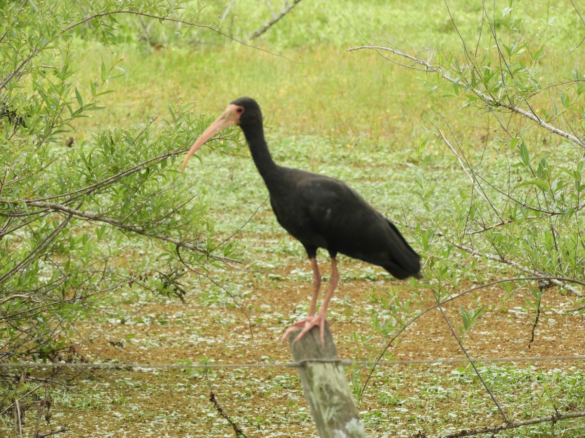 Ibis Afeitado - ML645002732