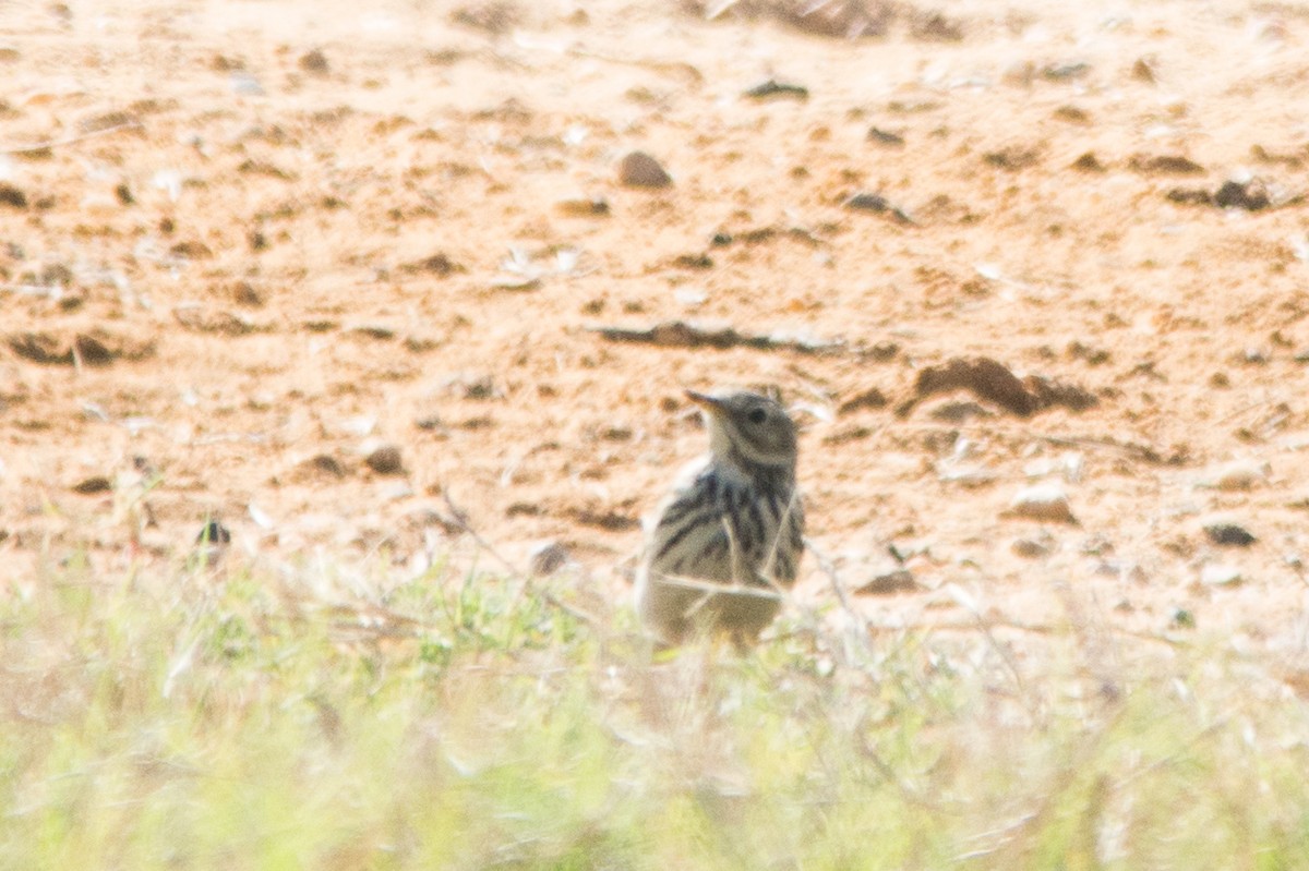 Meadow Pipit - ML645002759