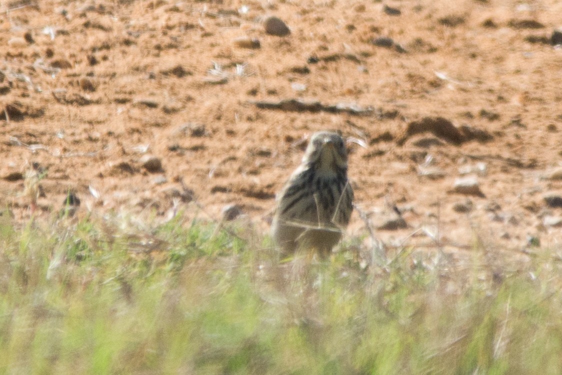 Meadow Pipit - ML645002760