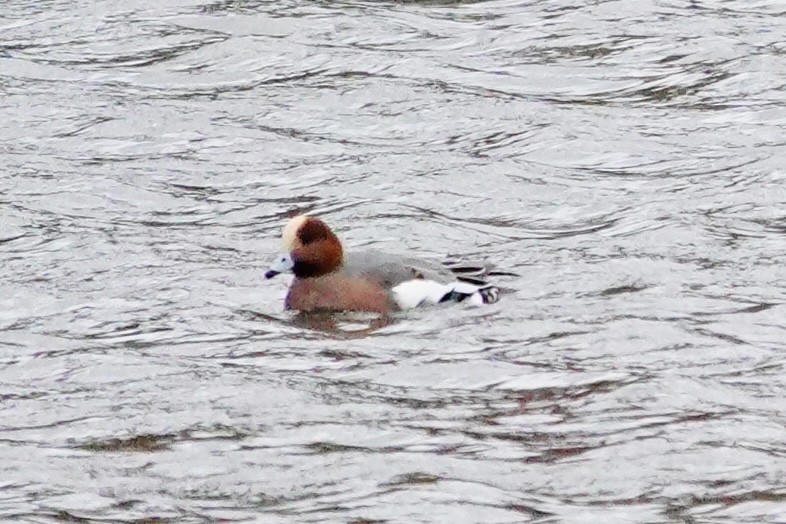 Eurasian Wigeon - ML645002762