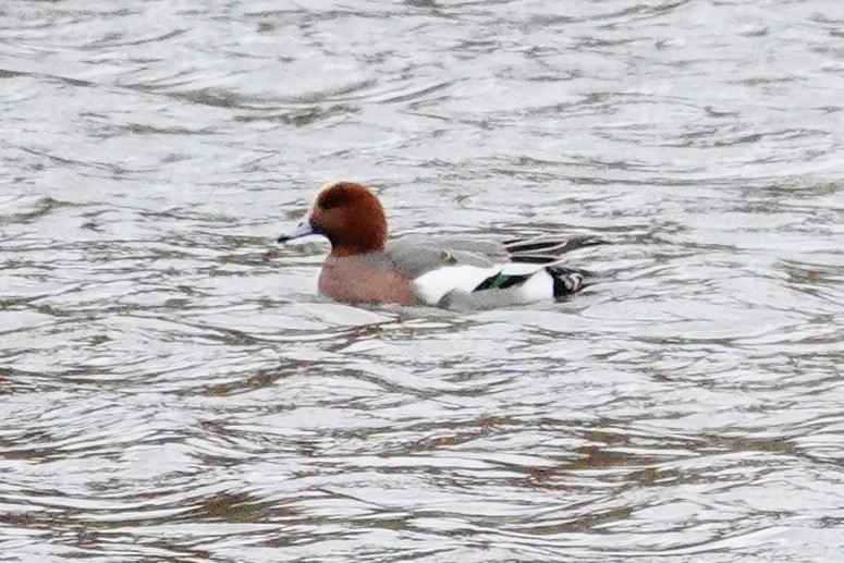 Eurasian Wigeon - ML645002763