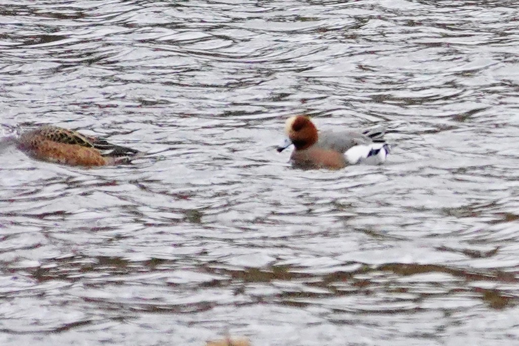 Eurasian Wigeon - ML645002764