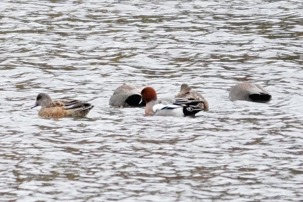 Eurasian Wigeon - ML645002765