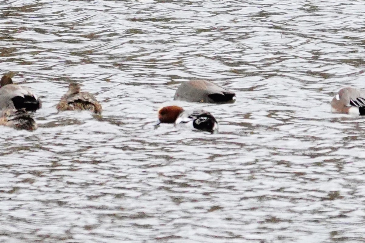 Eurasian Wigeon - ML645002766