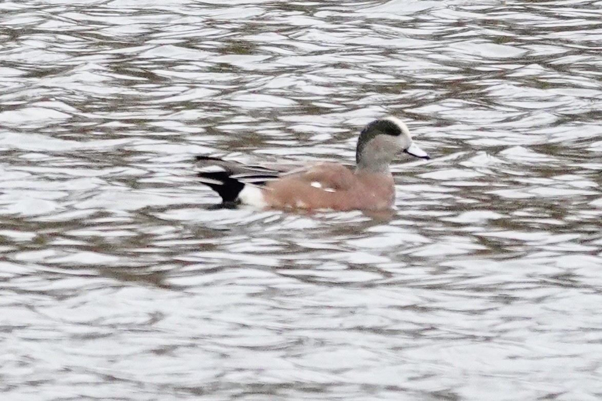 American Wigeon - ML645002769