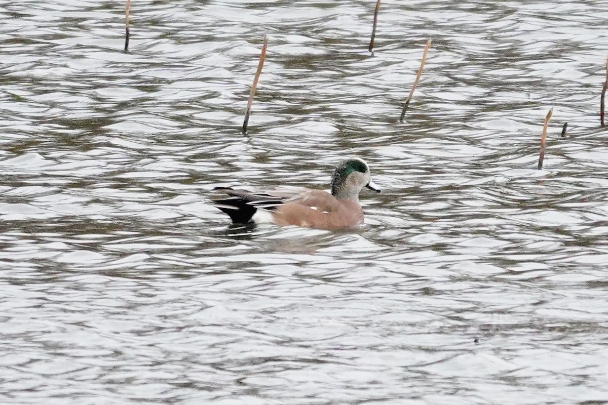 American Wigeon - ML645002770