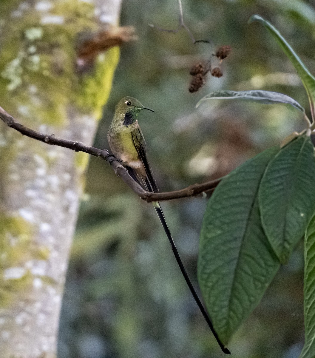 Black-tailed Trainbearer - ML645002775