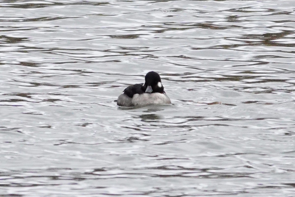 Bufflehead - ML645002777