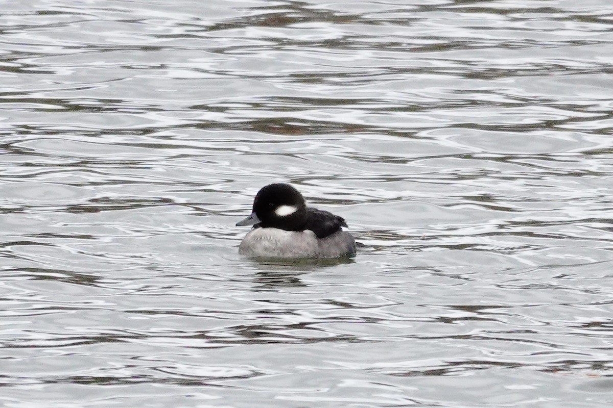 Bufflehead - ML645002778