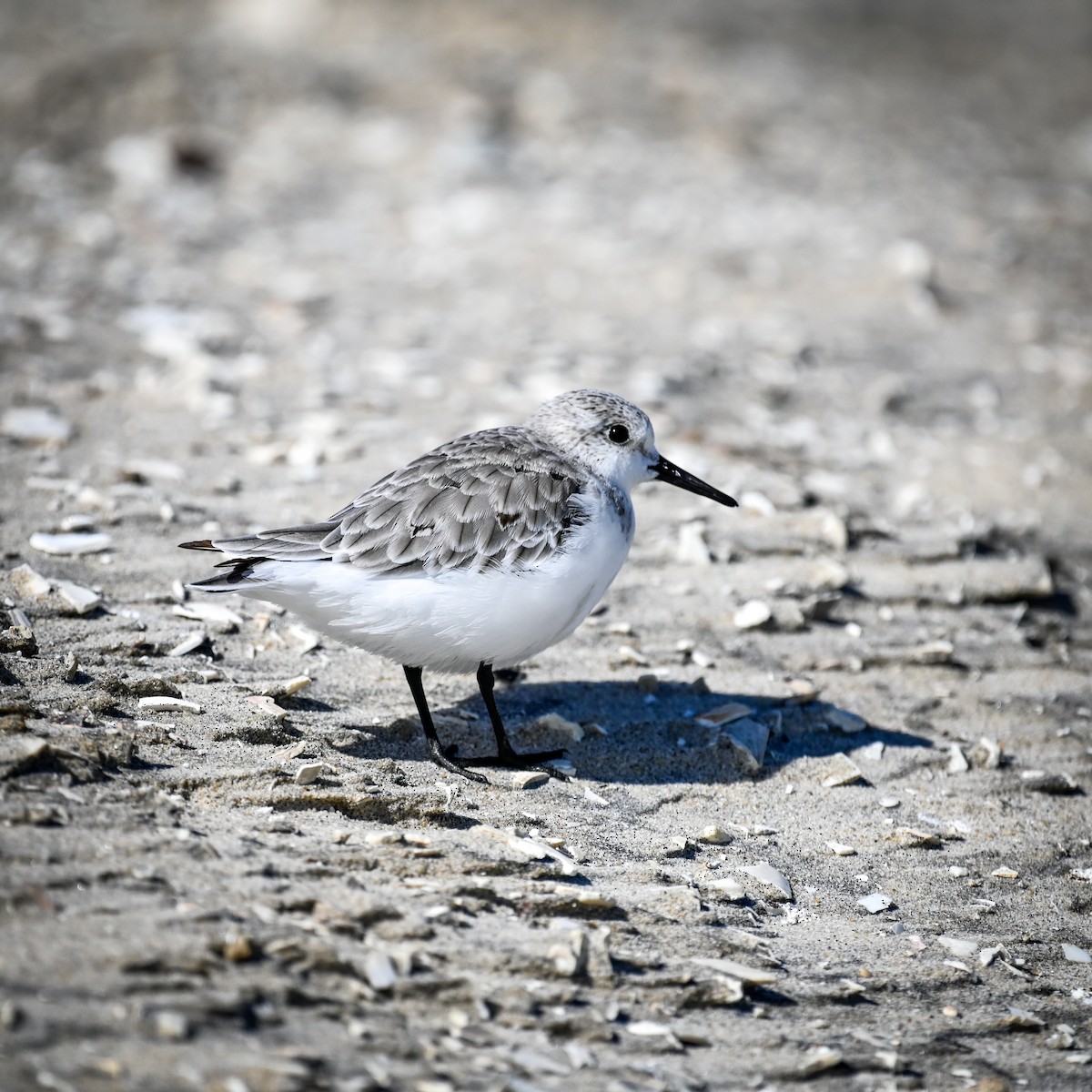 Piovanello tridattilo - ML645002790