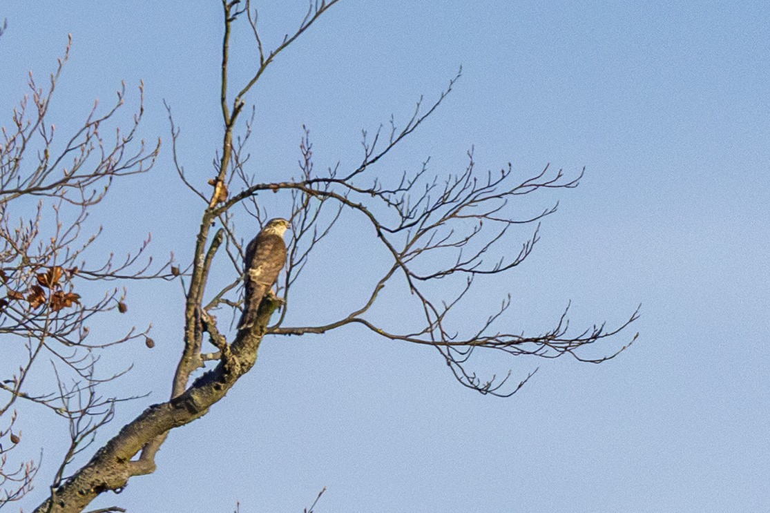 Eurasian Sparrowhawk - ML645002796