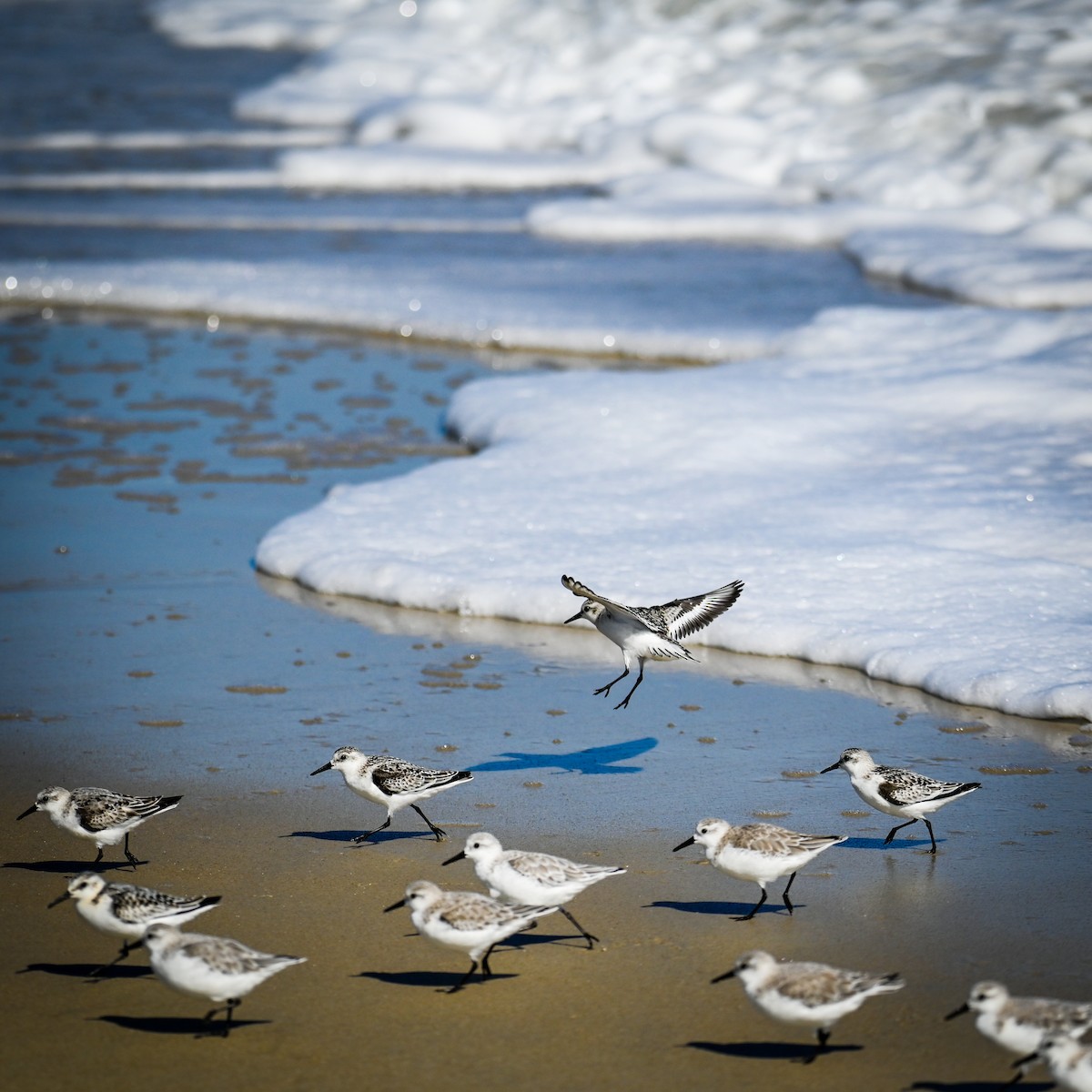 Piovanello tridattilo - ML645002799