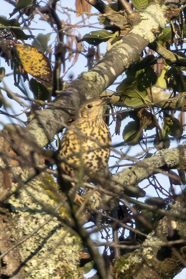 槲鶇 - ML645002800