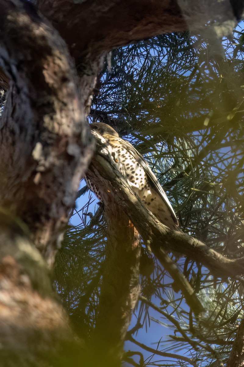 槲鶇 - ML645002801