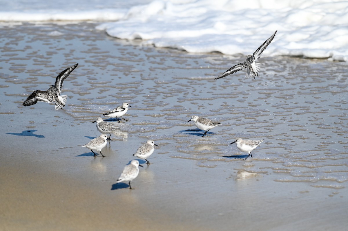 Piovanello tridattilo - ML645002803