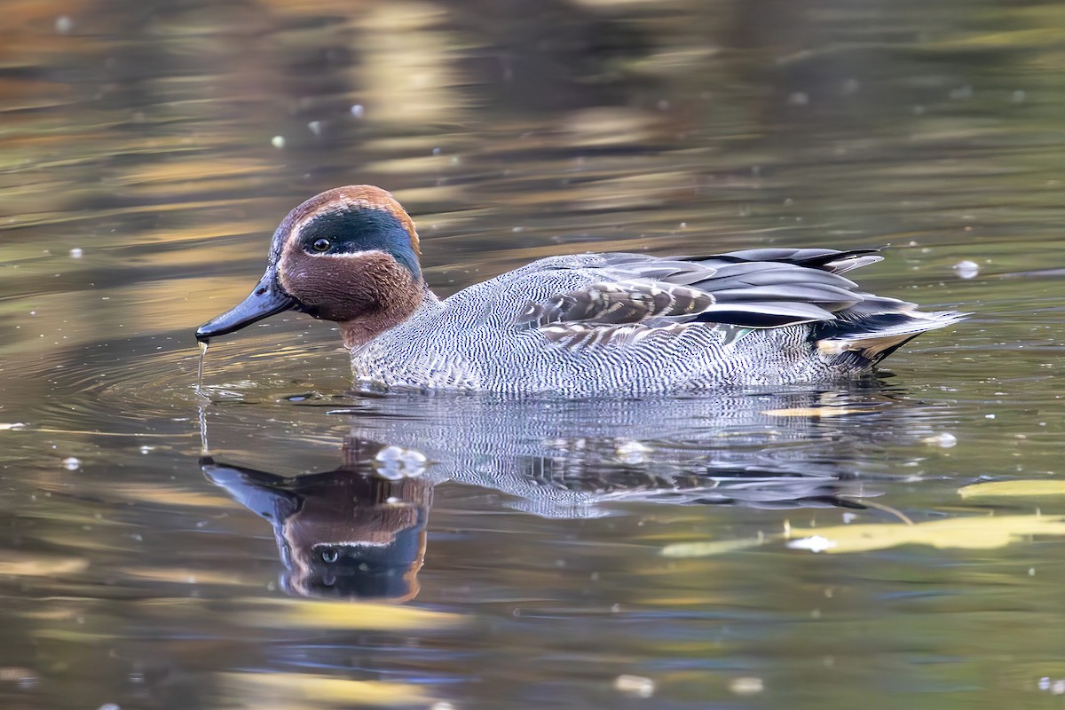 Green-winged Teal - ML645002805