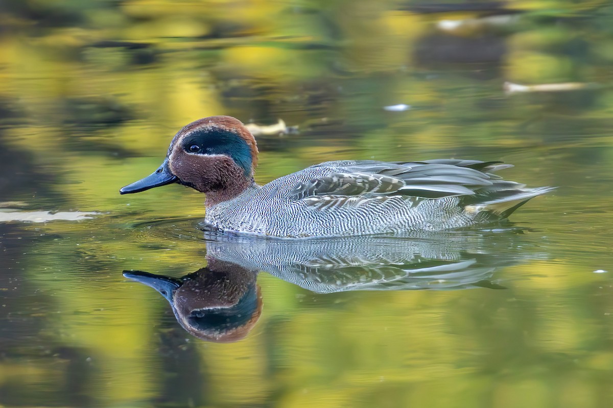 Green-winged Teal - ML645002806