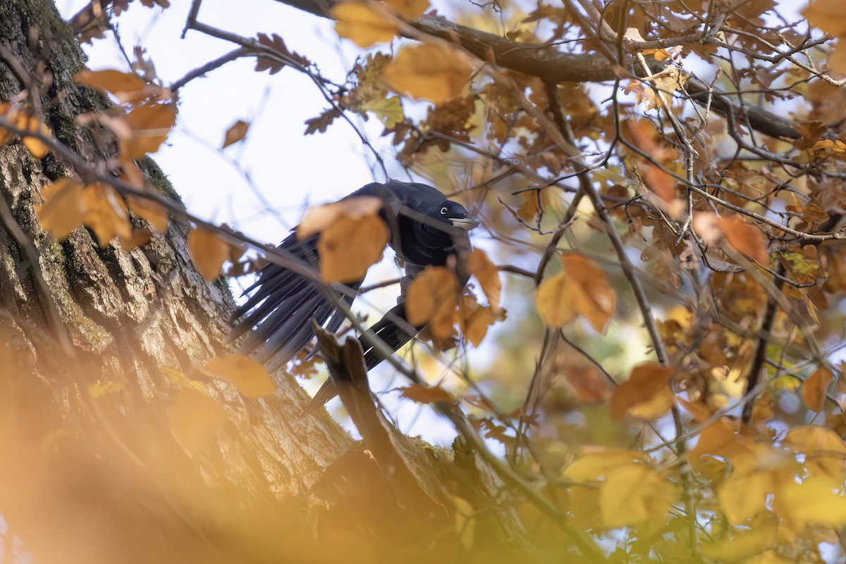 Black Woodpecker - ML645002808