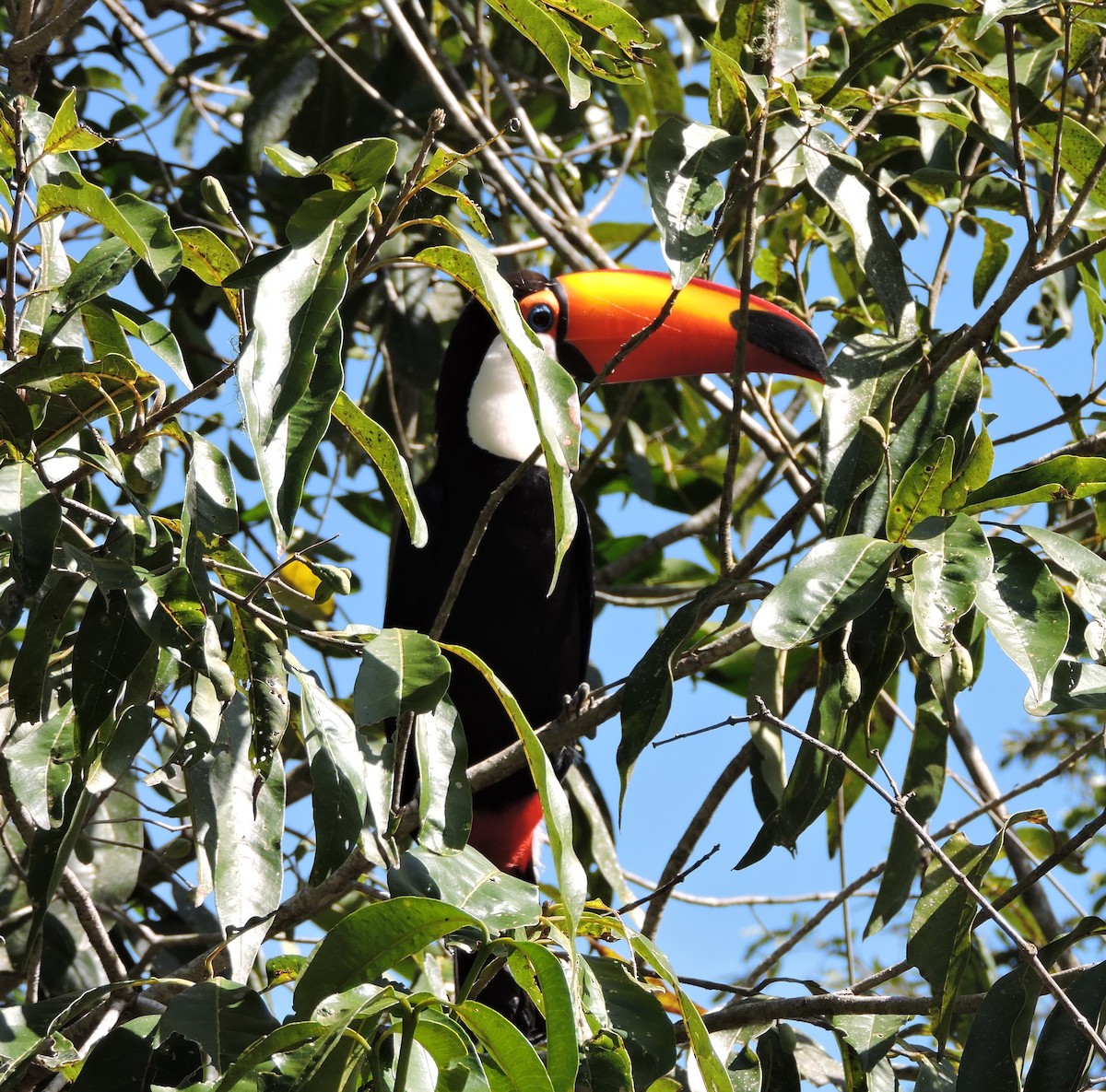Toco Toucan - ML645002809