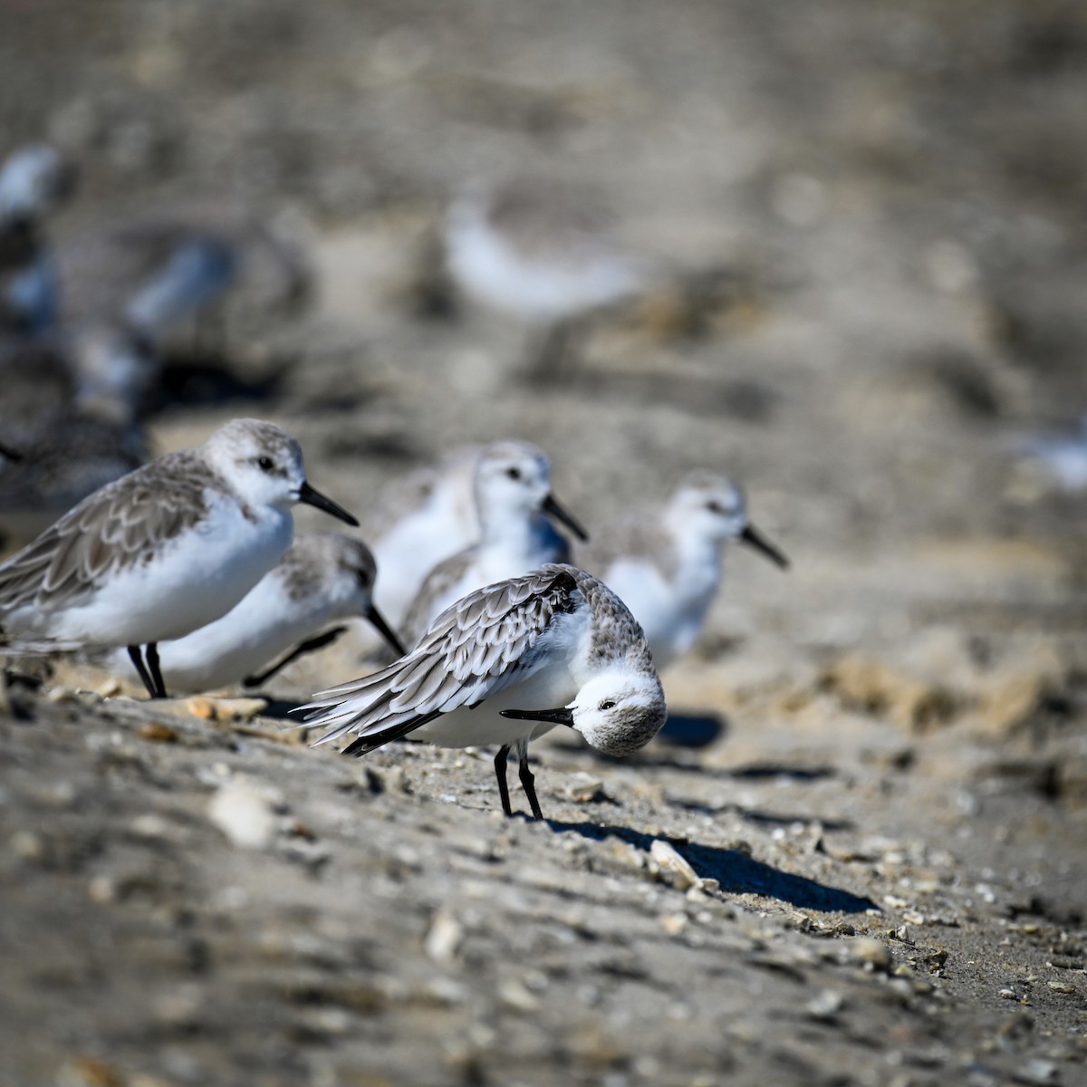 Piovanello tridattilo - ML645002813