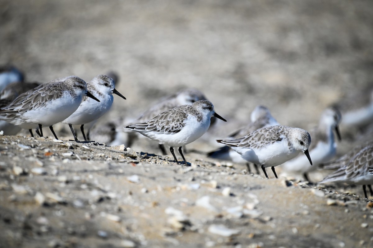 Piovanello tridattilo - ML645002814