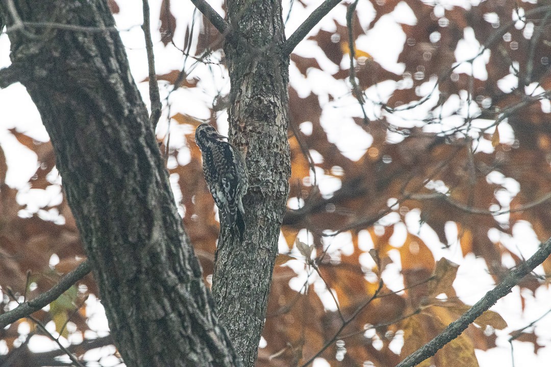 Yellow-bellied Sapsucker - ML645002827