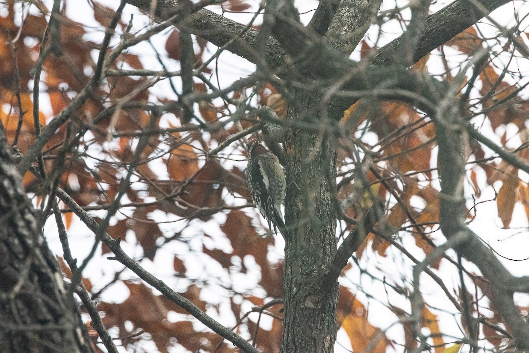 Yellow-bellied Sapsucker - ML645002828