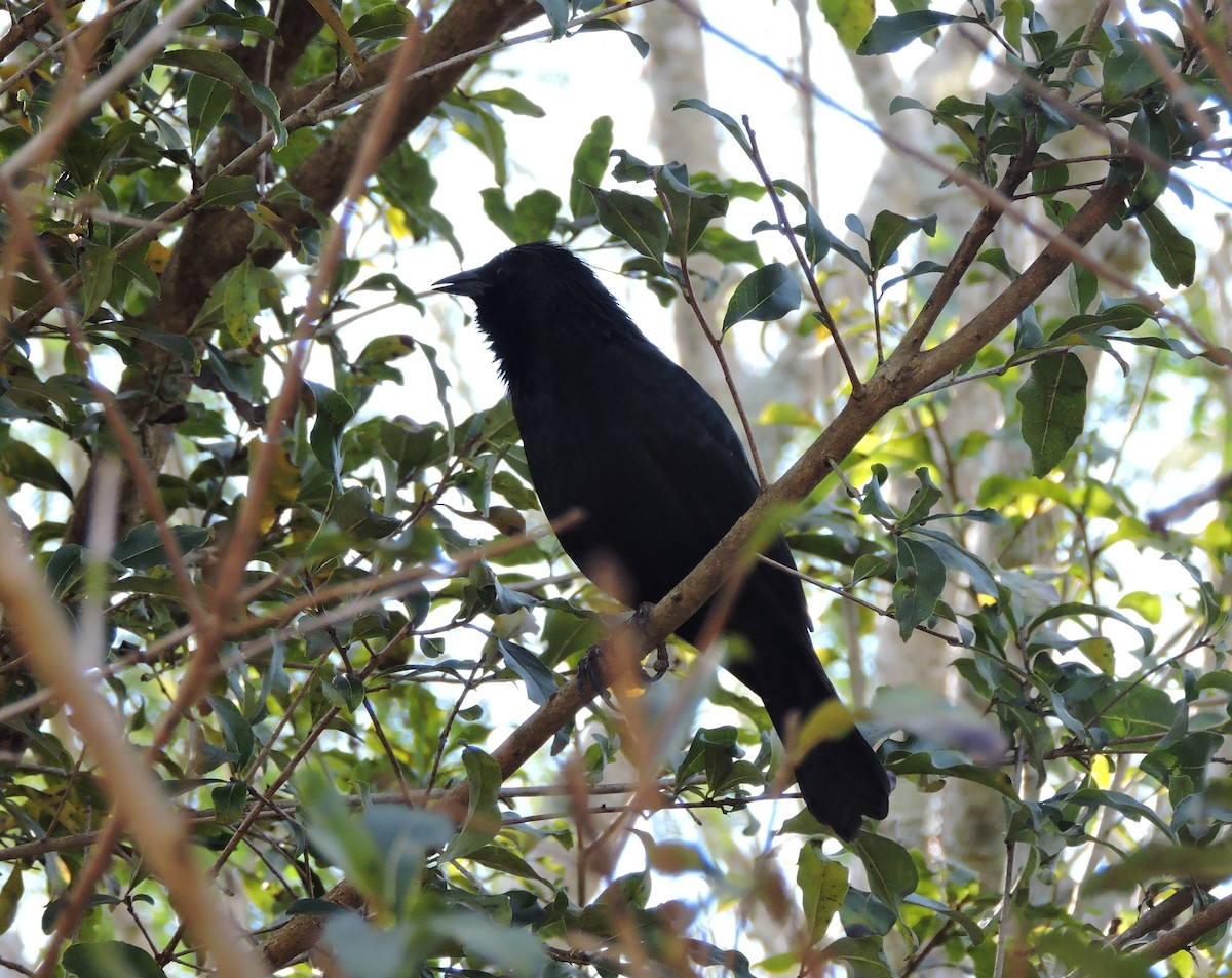 Chopi Blackbird - ML645002833