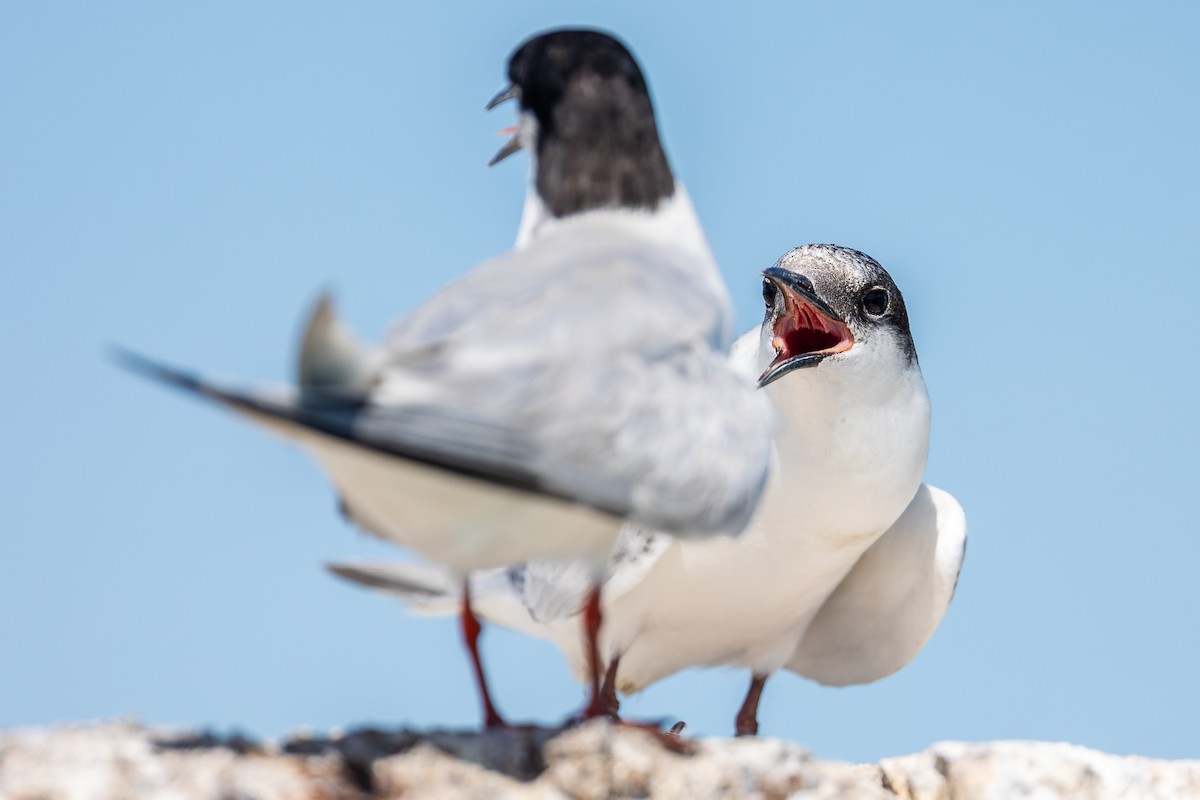 Common Tern - ML645002840