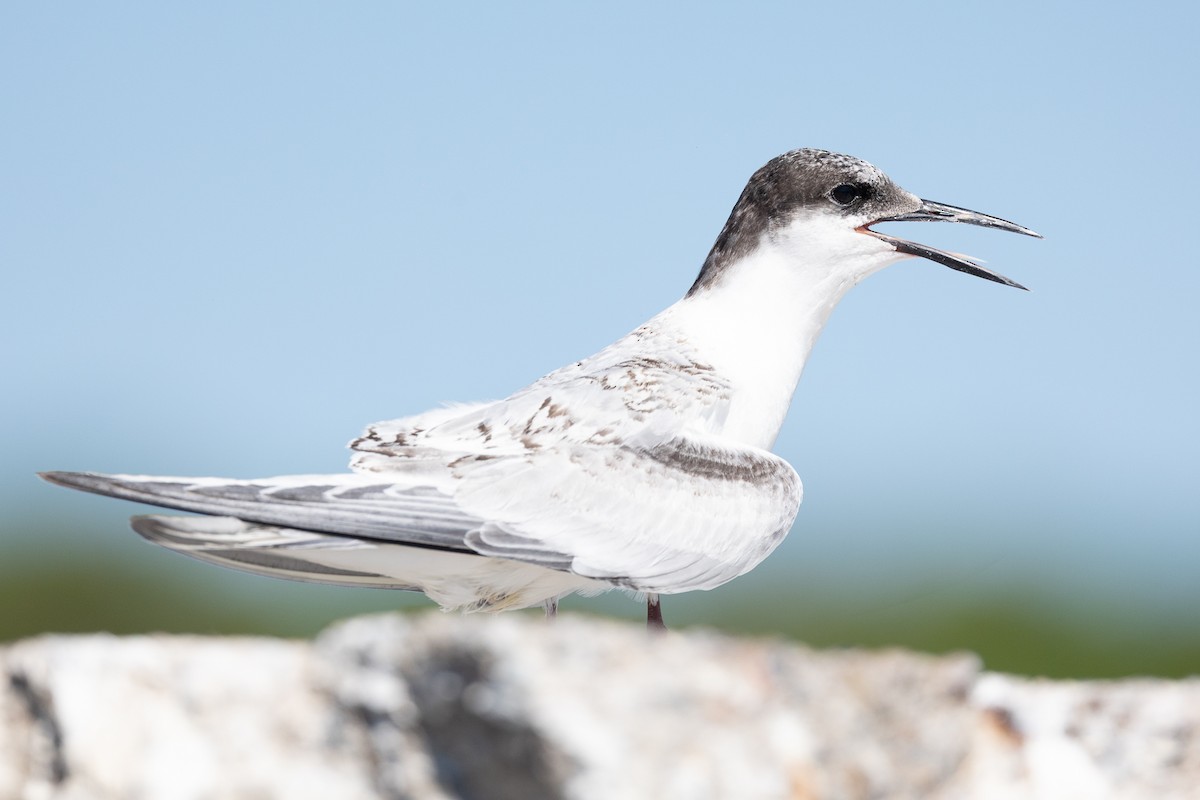 Common Tern - ML645002841