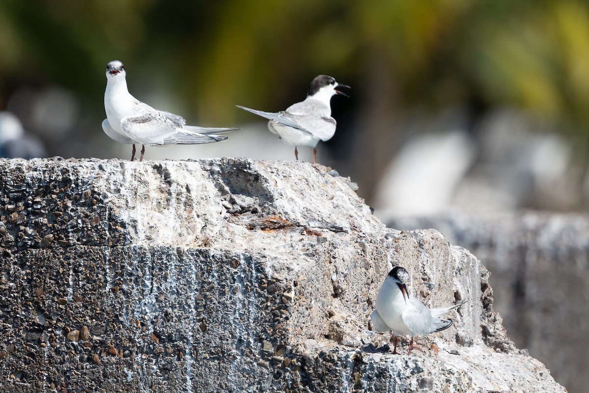Common Tern - ML645002842