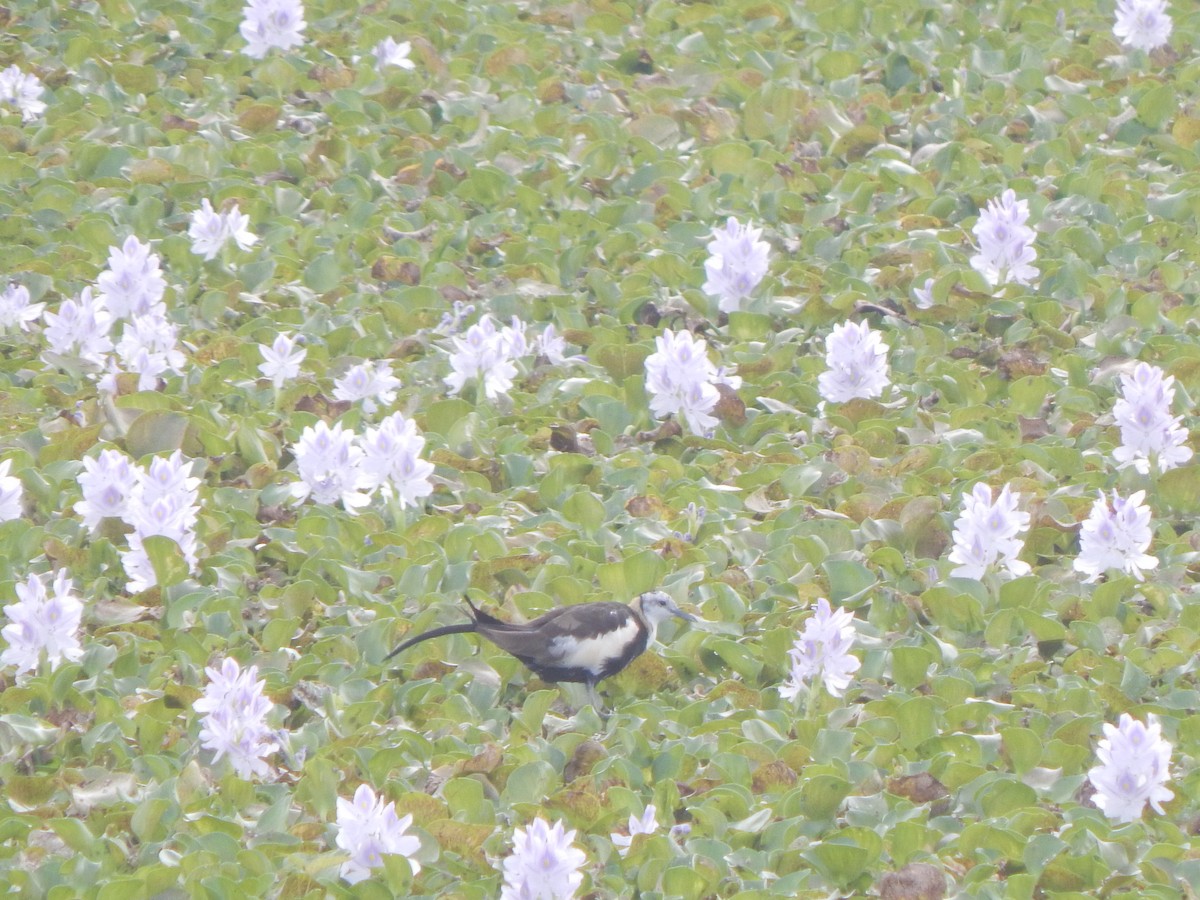 Фазанохвостая якана - ML645002843