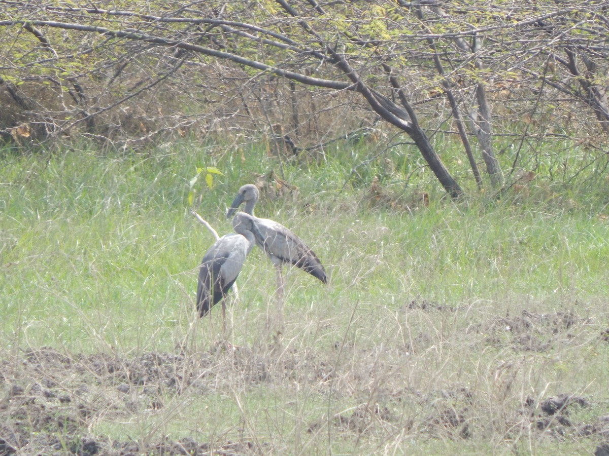 Asian Openbill - ML645002848