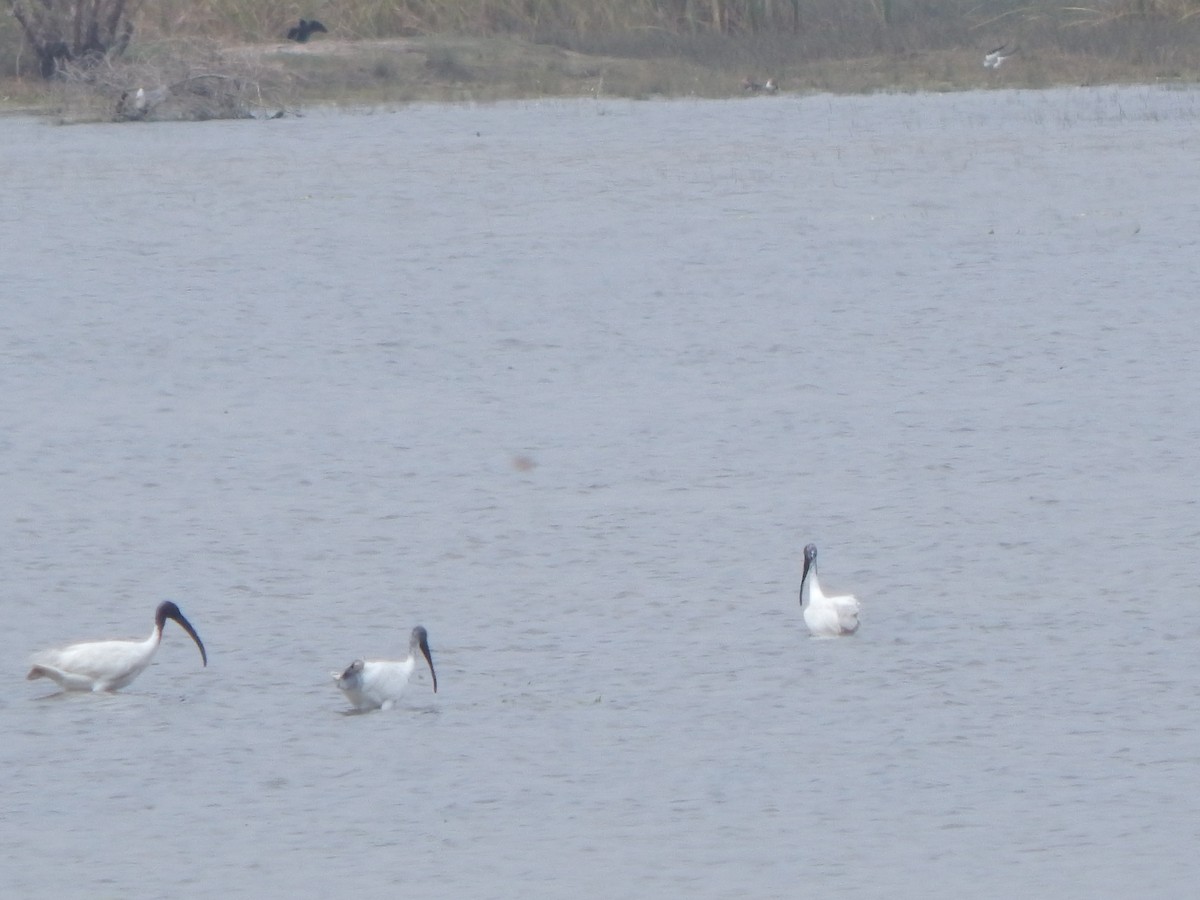 Black-headed Ibis - ML645002850