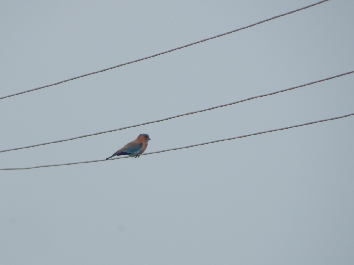 Indian Roller - ML645002861