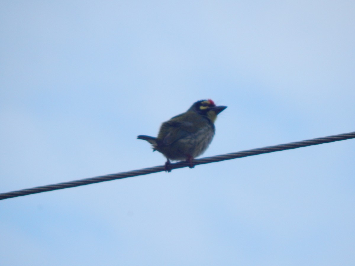 Coppersmith Barbet - ML645002864