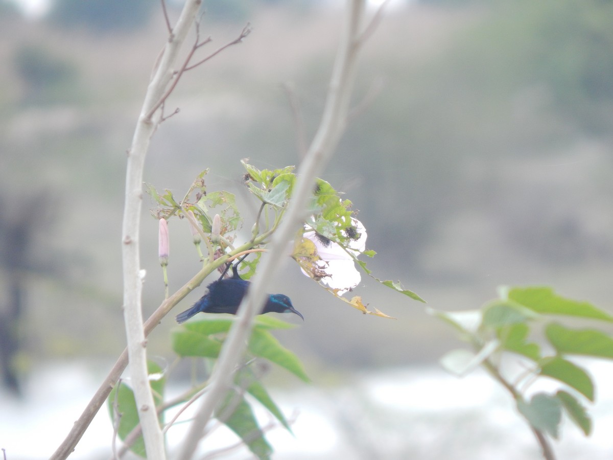 Purple Sunbird - ML645002866