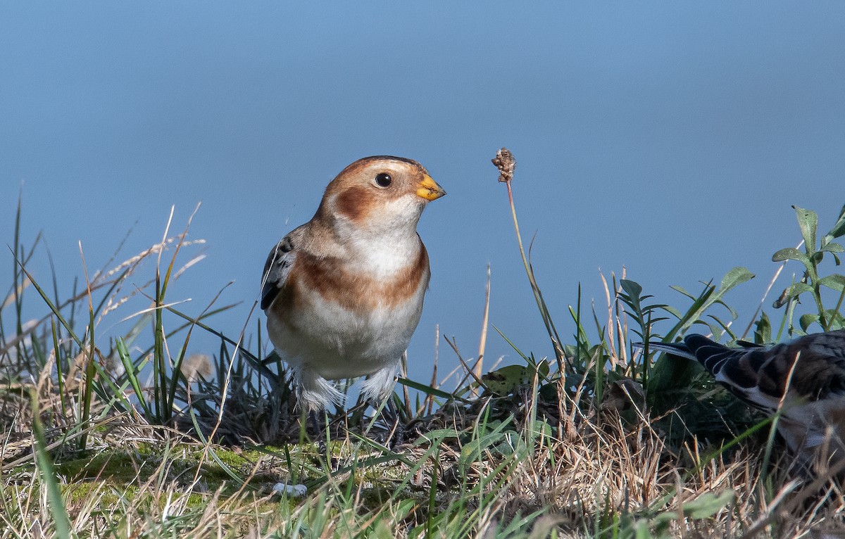 Snow Bunting - ML645002867