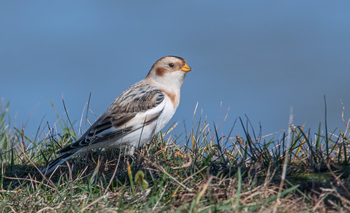 Snow Bunting - ML645002868