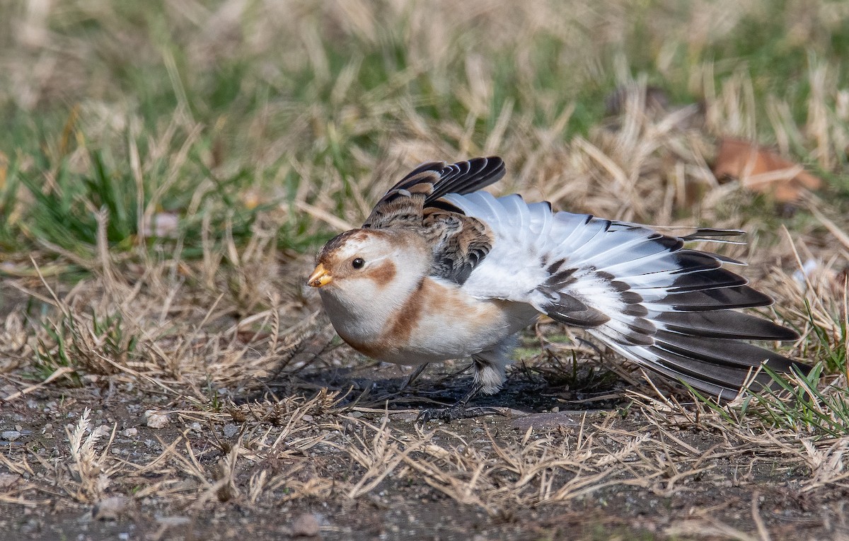 Snow Bunting - ML645002869