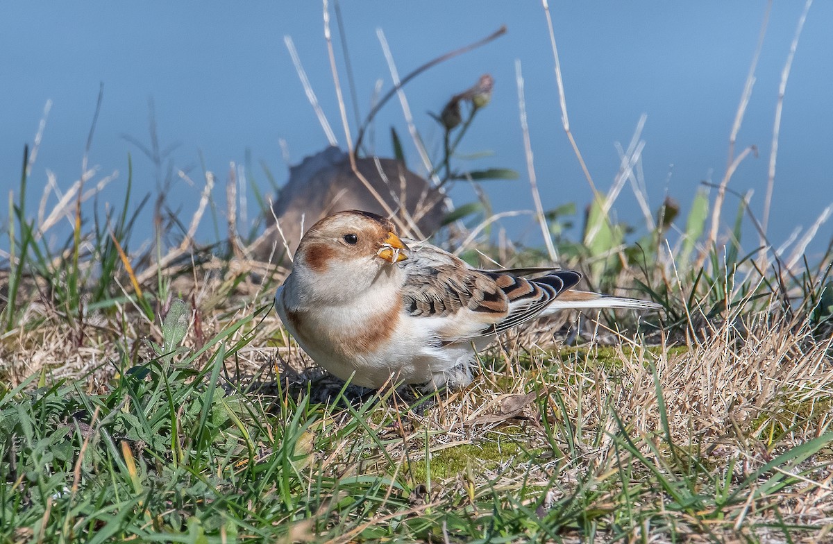 Snow Bunting - ML645002870