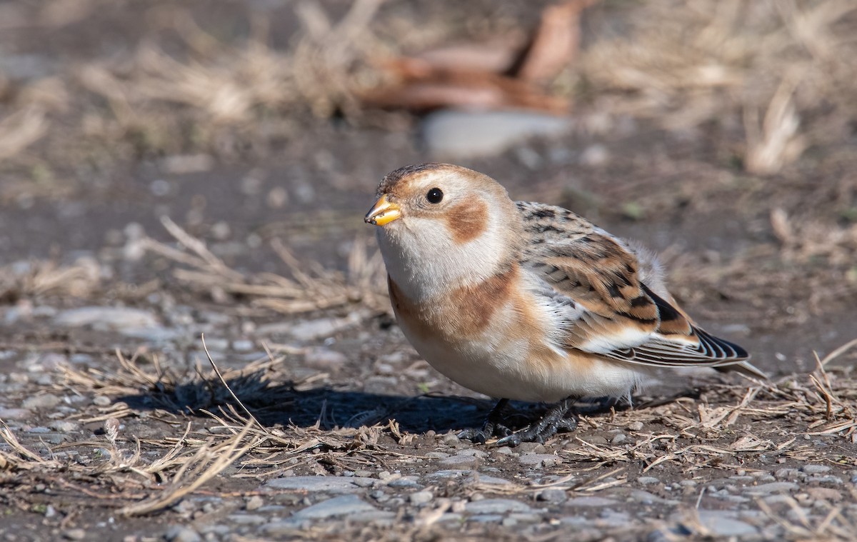 Snow Bunting - ML645002871
