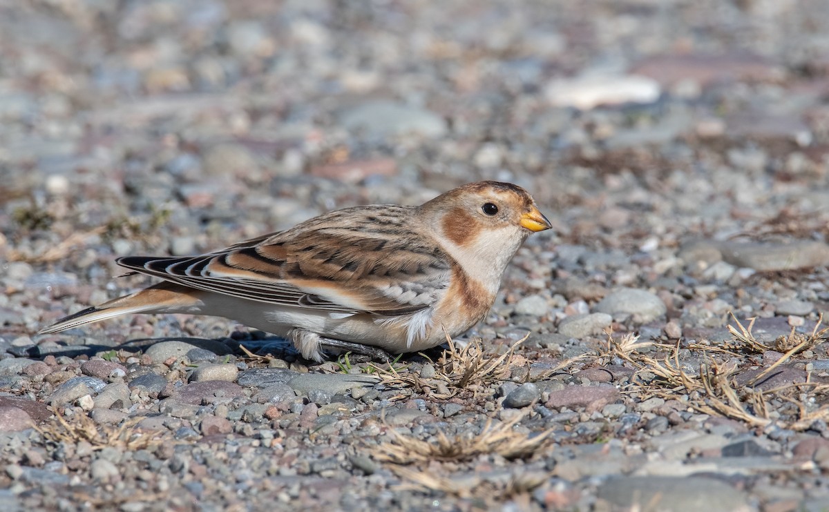 Snow Bunting - ML645002872