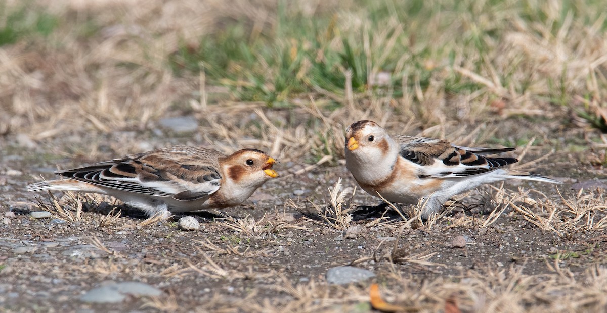 Snow Bunting - ML645002873
