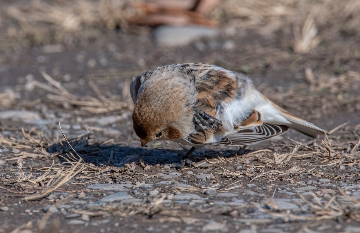 Snow Bunting - ML645002874